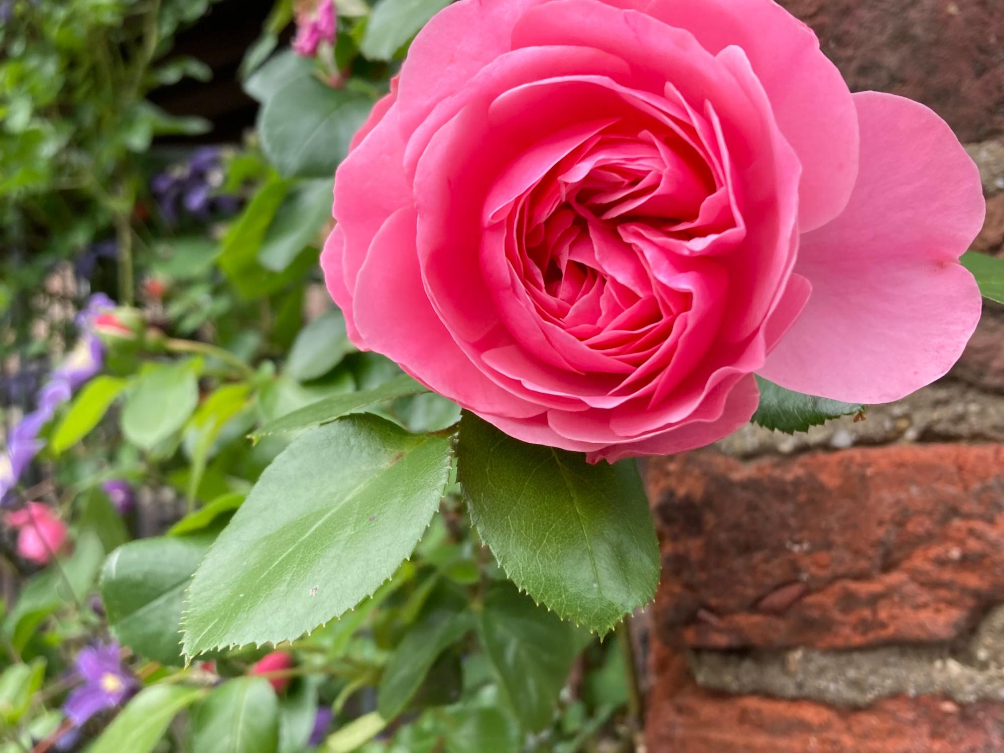 Rosenblüte-Eisele_pfarrbriefservice (c) Eisele_pfarrbriefservice