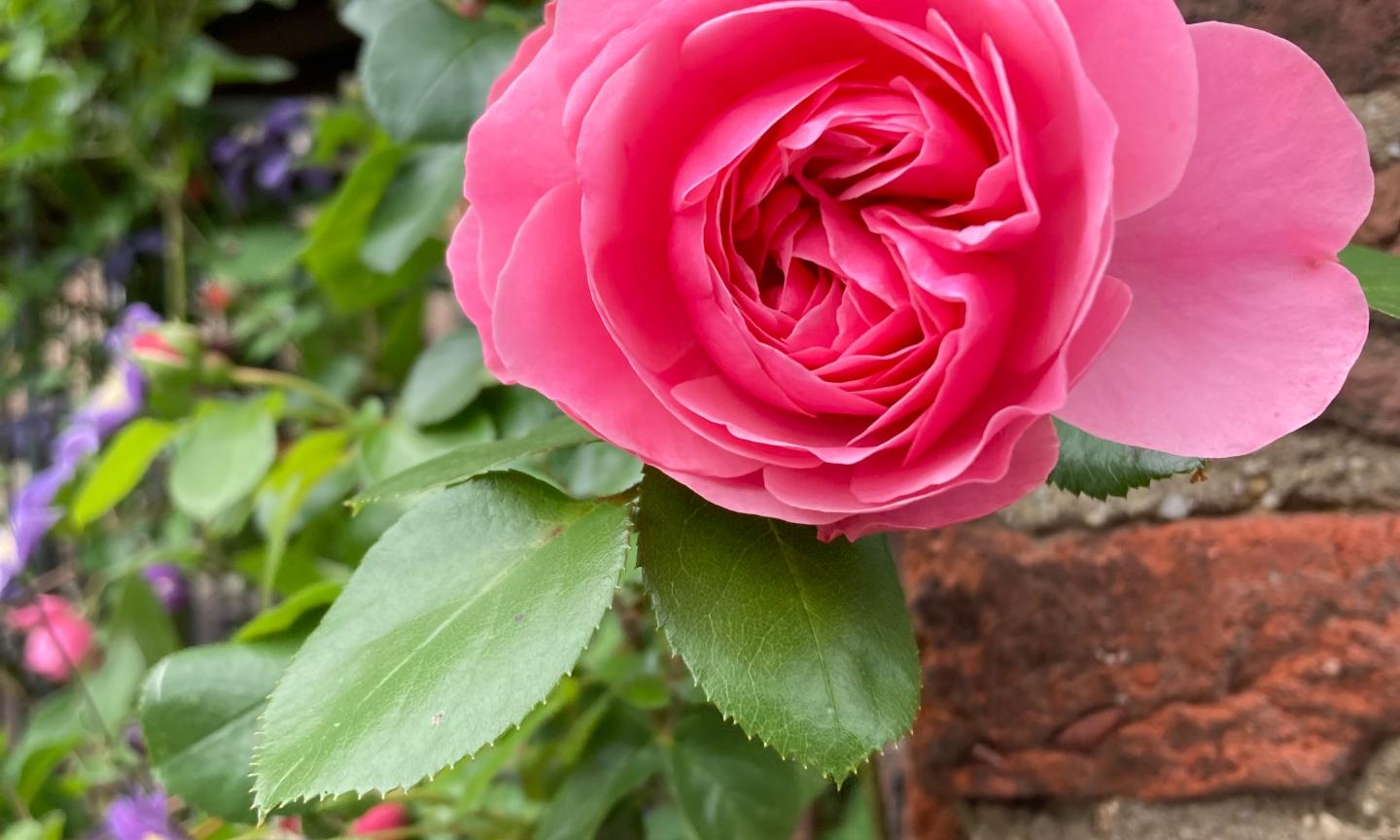 Rosenblüte-Eisele_pfarrbriefservice (c) Eisele_pfarrbriefservice