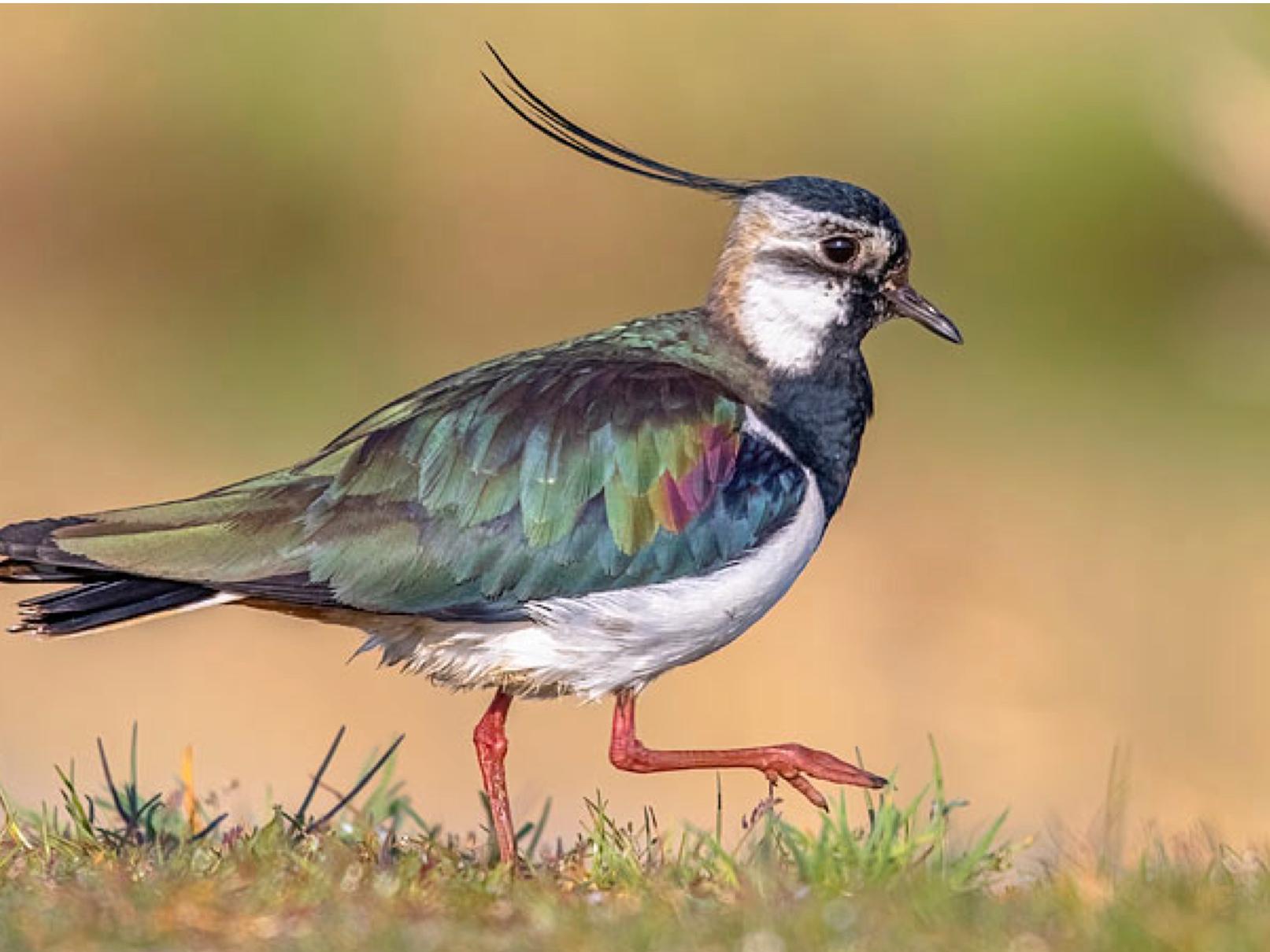 Vogel des Jahres 2024 (c) Frank Derer
