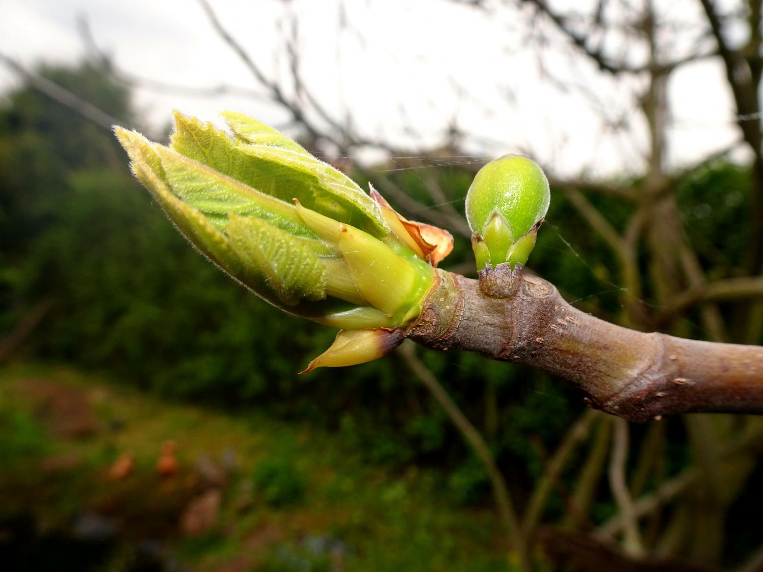 feigenbaumknospe-mit-frucht_by_Friedbert_Simon_pfarrbriefservice (c) Friedbert_Simon_pfarrbriefservice