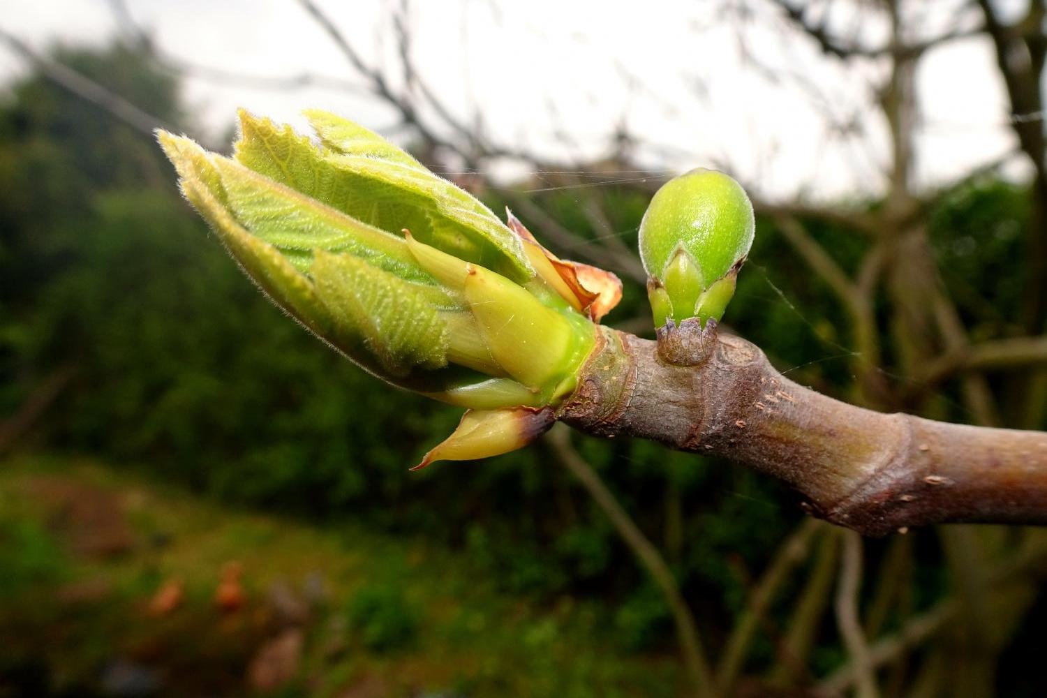 feigenbaumknospe-mit-frucht_by_Friedbert_Simon_pfarrbriefservice (c) Friedbert_Simon_pfarrbriefservice