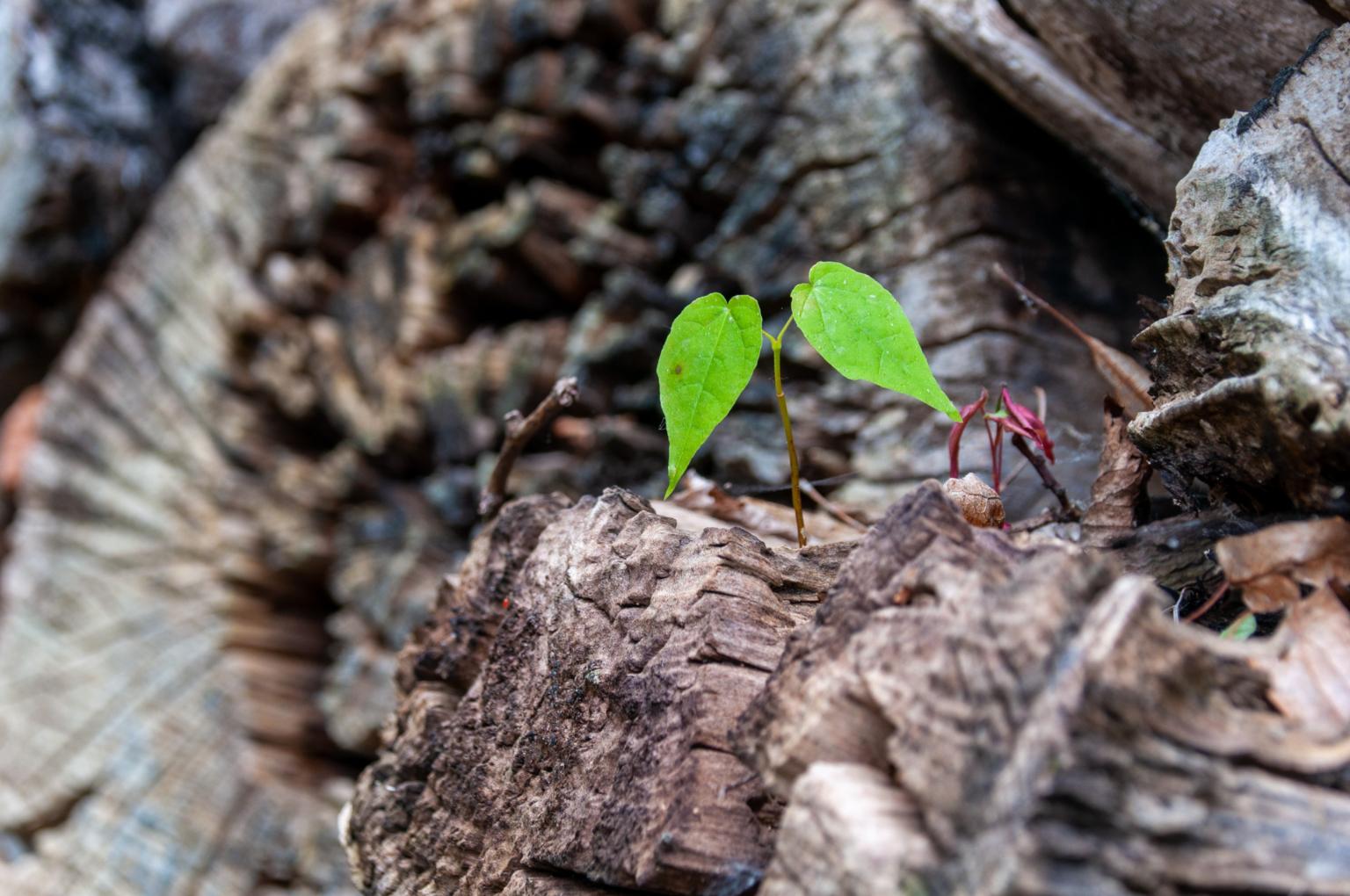 scion-8094161_by_wal_172619_pixabay_pbs (c) wal_172619_pixabay_pbs