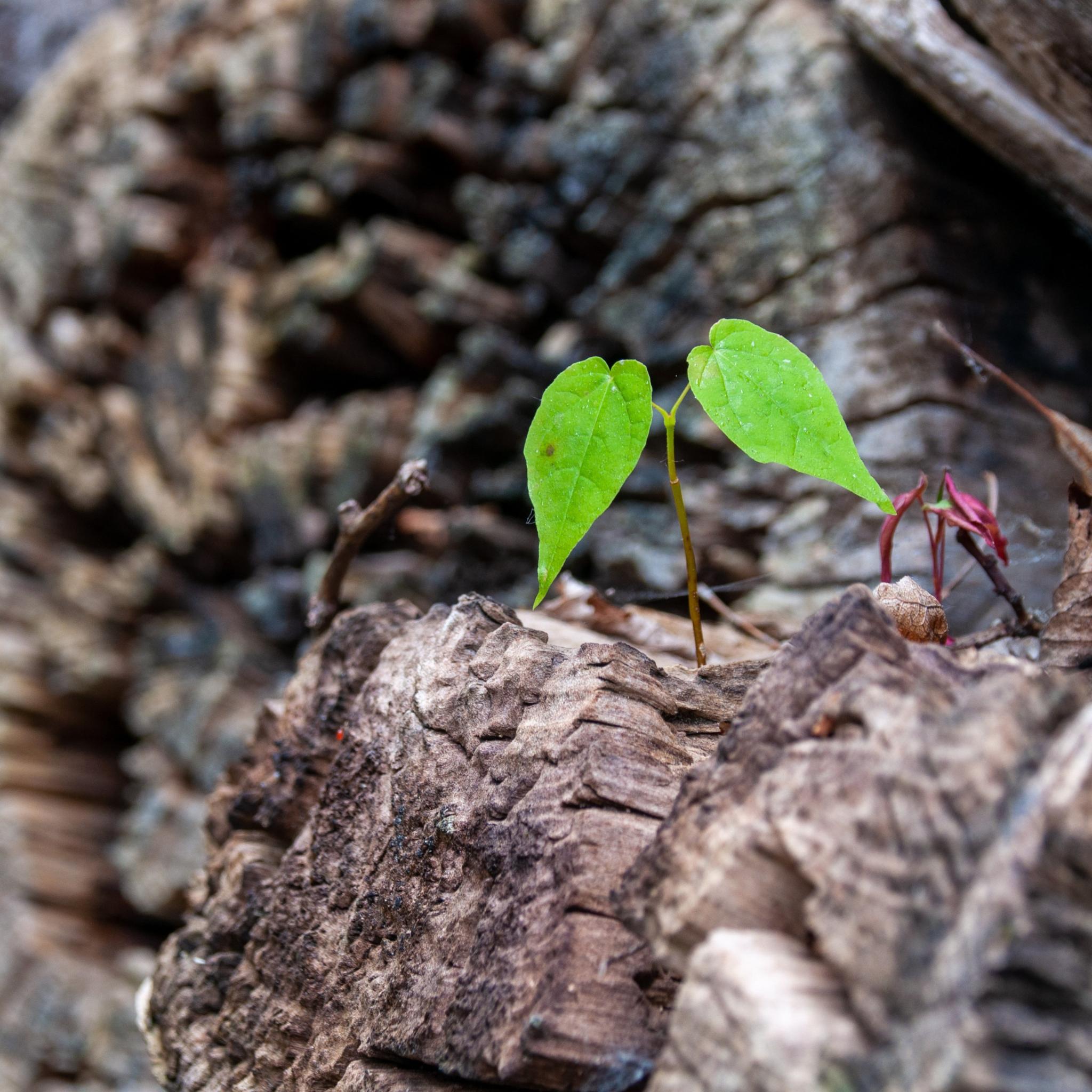 scion-8094161_by_wal_172619_pixabay_pbs