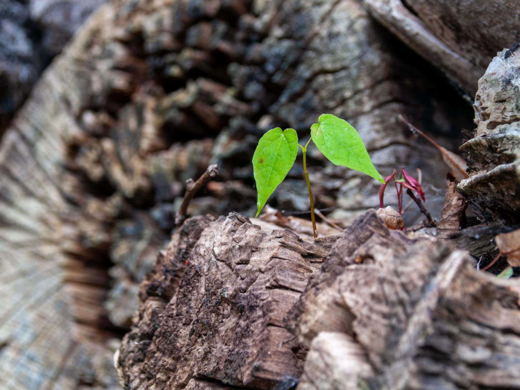 scion-8094161_by_wal_172619_pixabay_pbs (c) wal_172619_pixabay_pbs