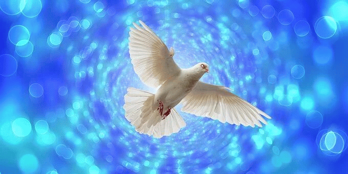 Friedenstaube (c) Pixabay