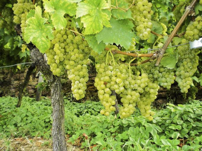 Der Weinstock