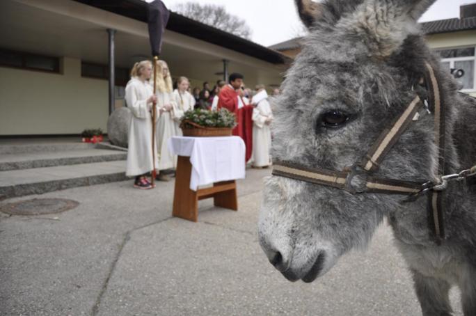 Traditioneller Palmesel