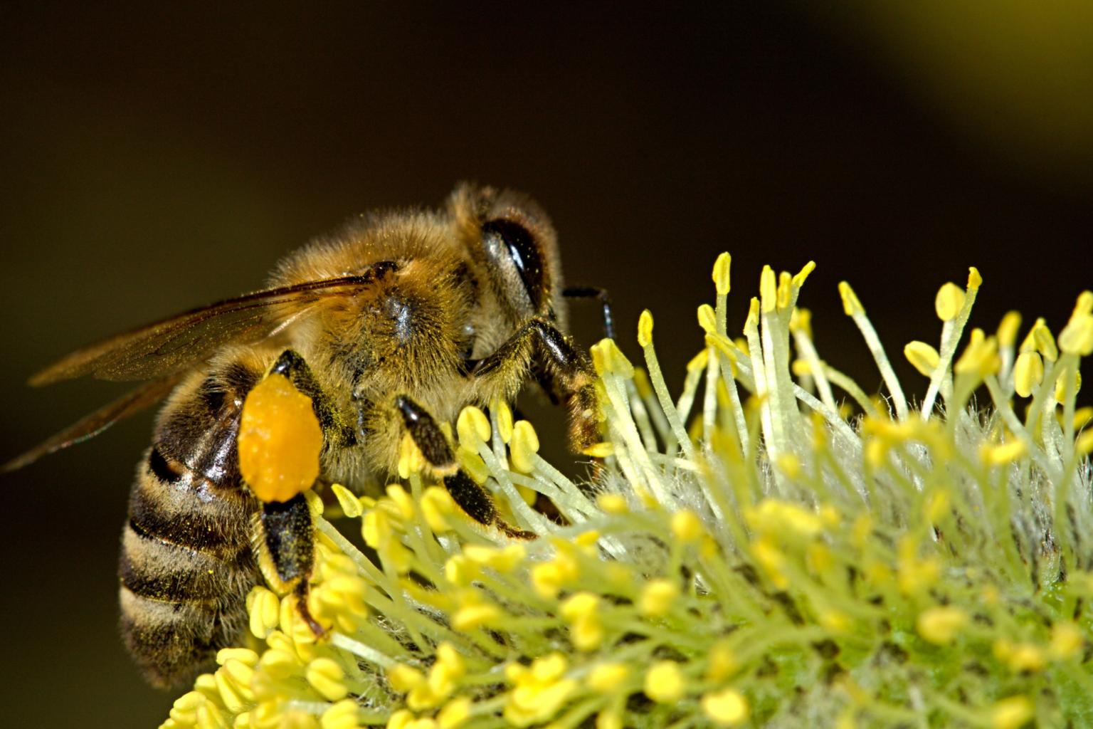 Ohne Honigbienen kein Obst! Denn sie bestäuben 80 Prozent der Blüten. (c) PublicDomainPictures / Pixabay.com - Lizenz
