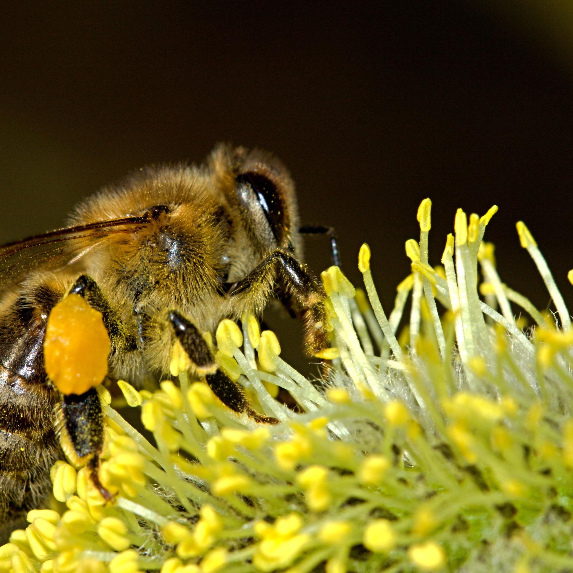 Ohne Honigbienen kein Obst! Denn sie bestäuben 80 Prozent der Blüten.