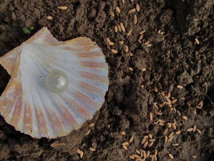 Die kostbare Perle im Acker