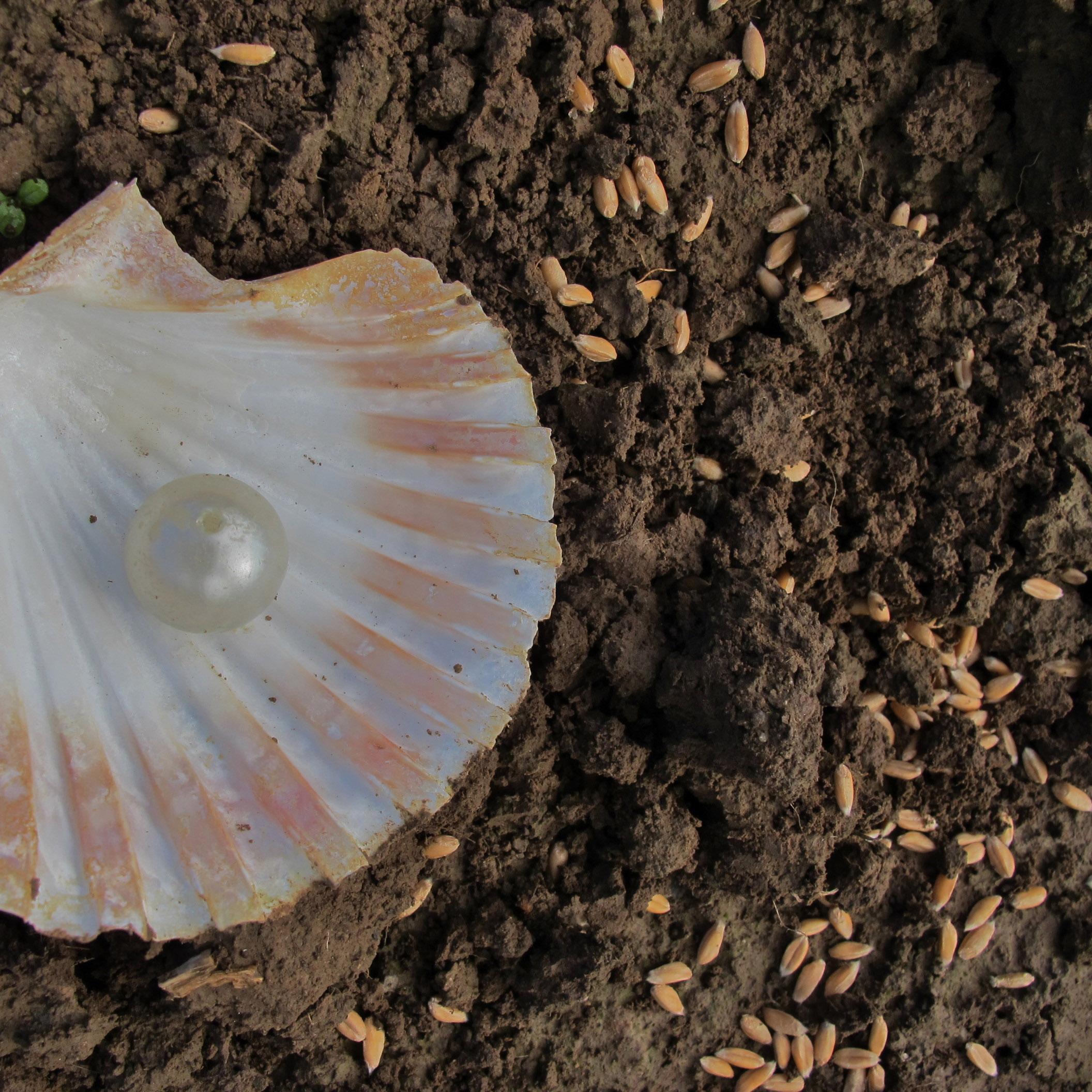 Die kostbare Perle im Acker