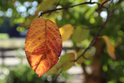 Blatt im Herbst