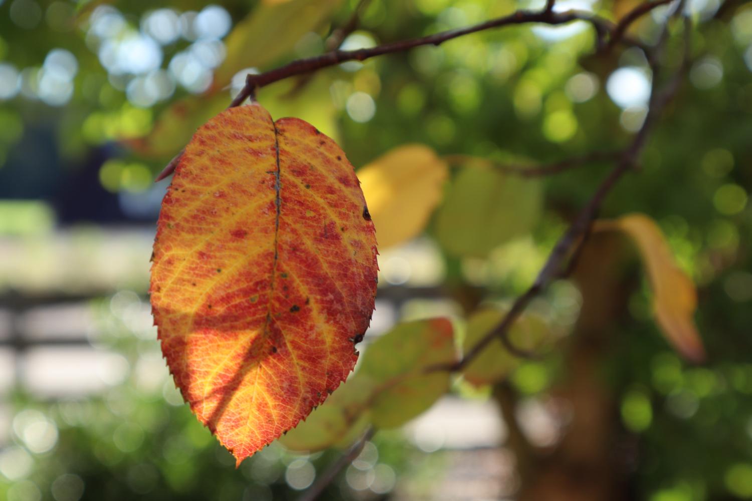Blatt im Herbst (c) Bild: Anja Treffler In: Pfarrbriefservice.de