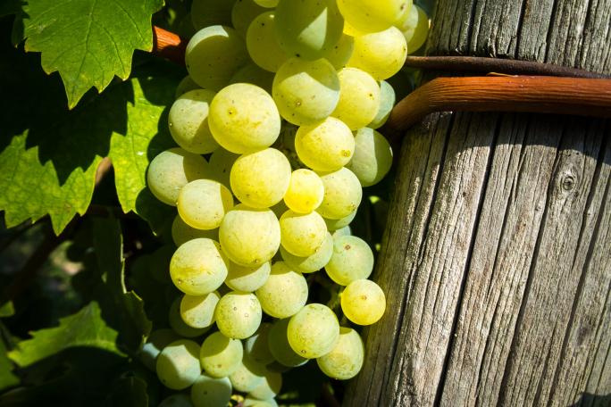 Er wird den Weinberg an andere Winzer verpachten