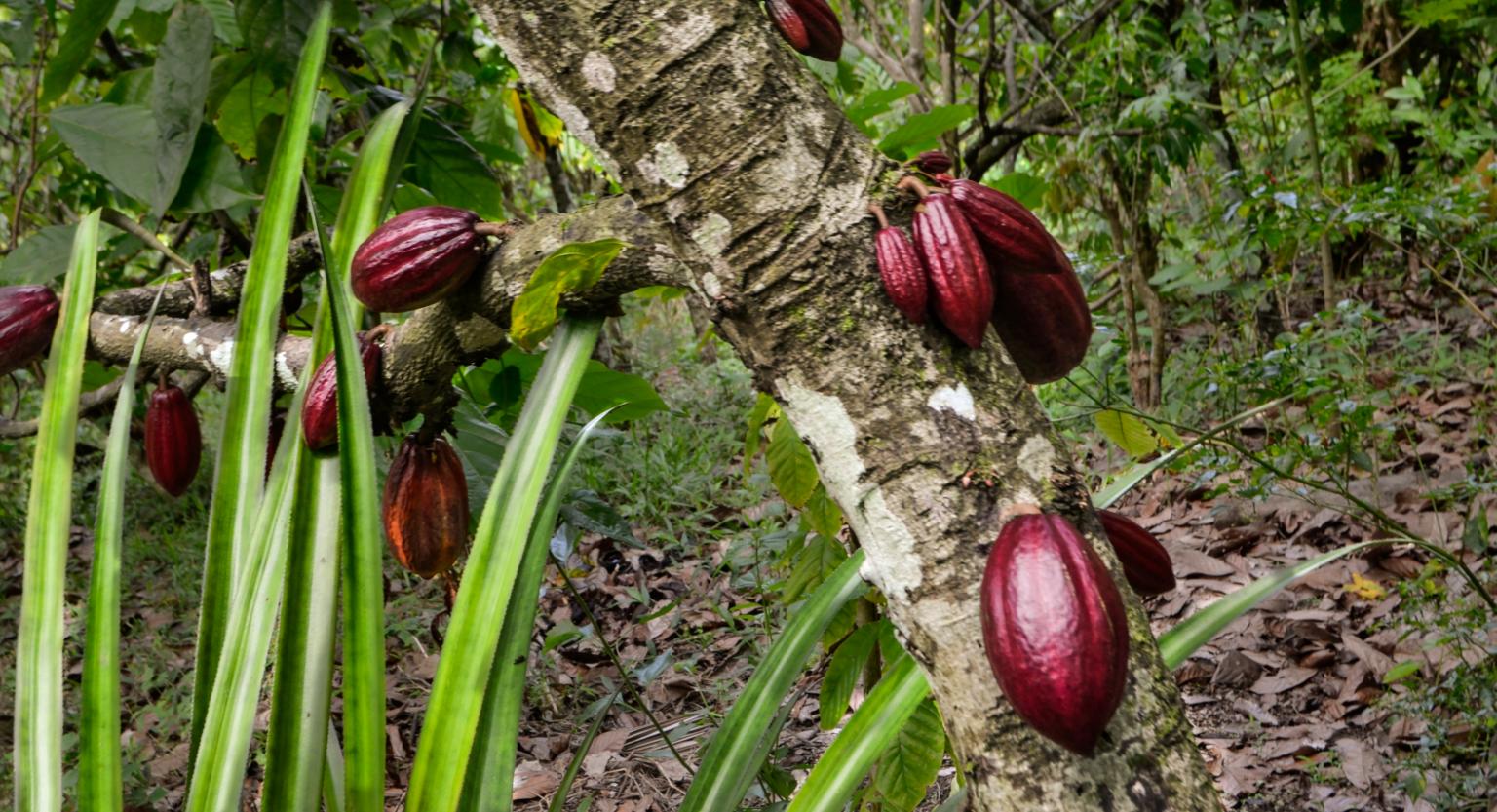 Kakaobaum (c) Bild: Yohanes Vianey Lein In: Pfarrbriefservice.de