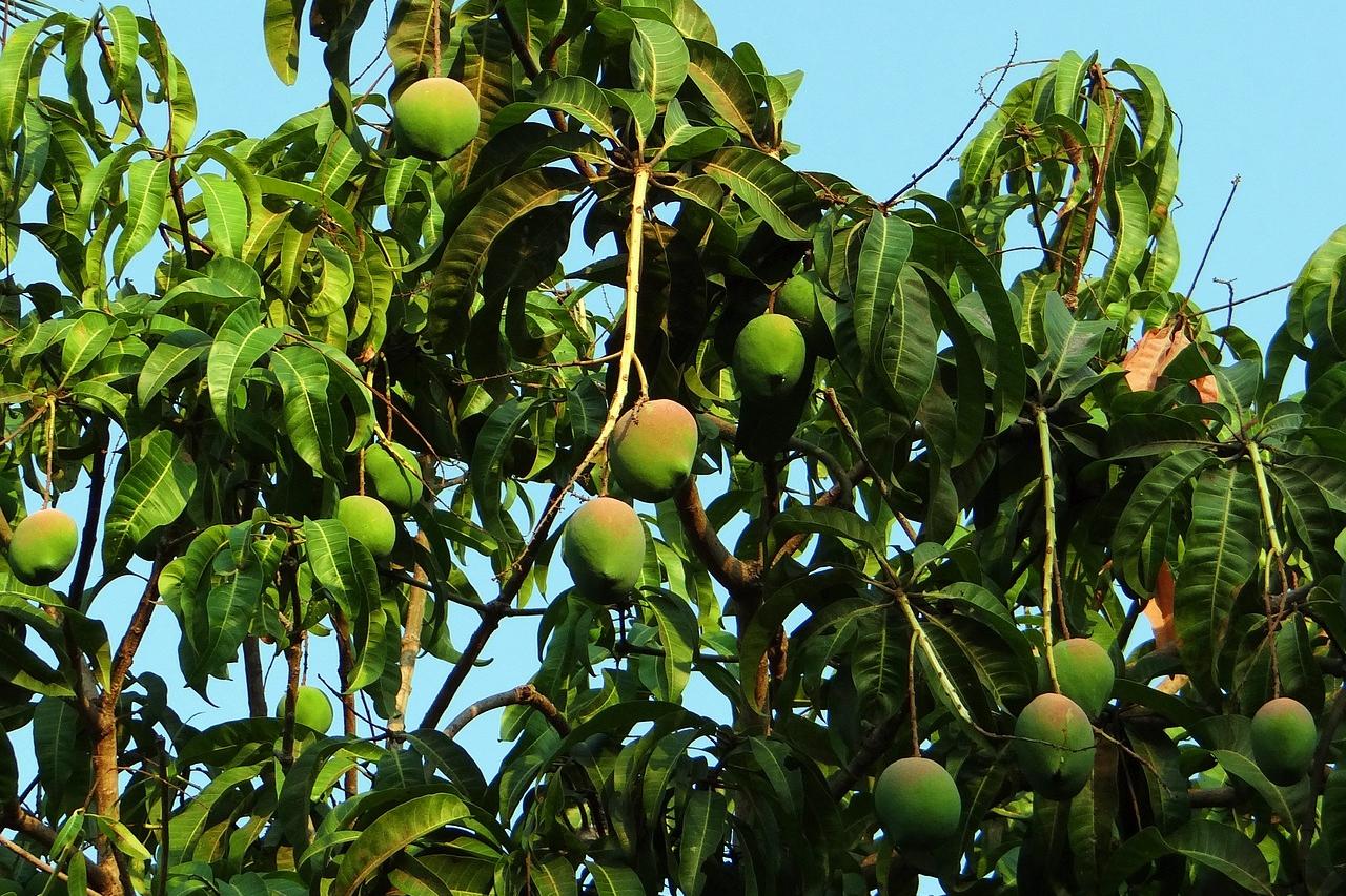 Mango Baum