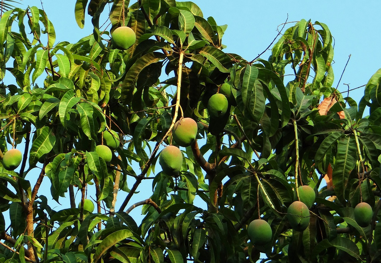 Mango Baum (c) Bishnu Sarangi auf pixabay.com