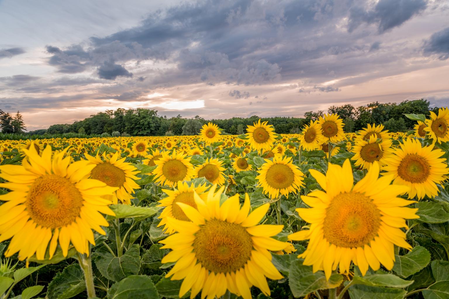 sonnenblumen-73-2_by_Hermann_Schmider_pfarrbriefservice (c) Hermann Schmider@Pfarrbriefservice.de