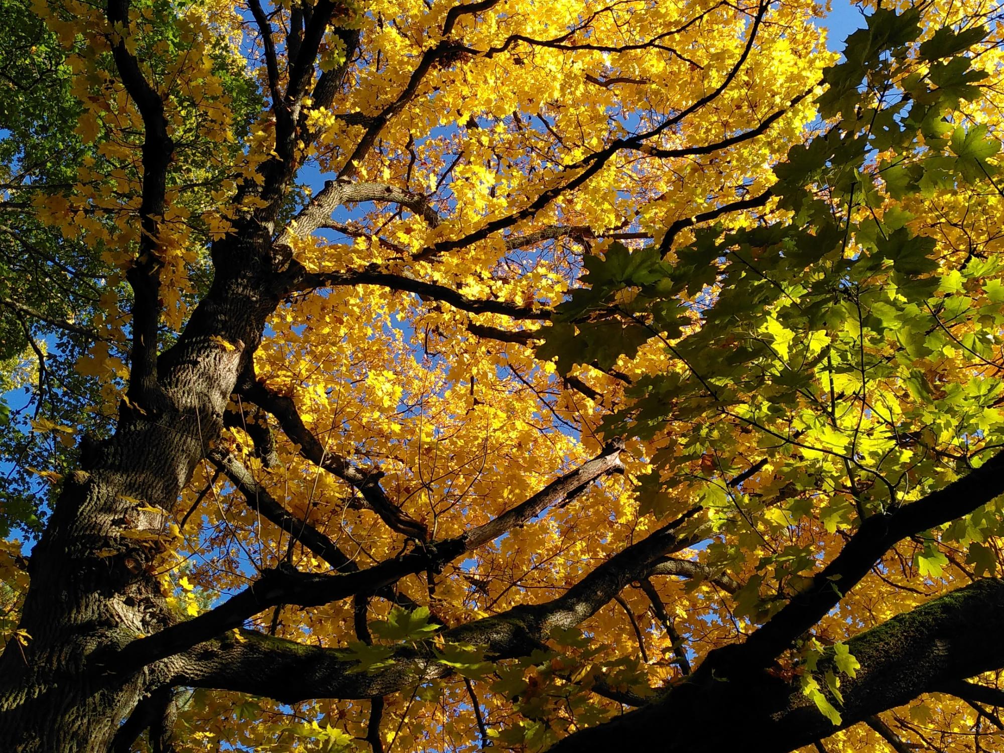 Autumn Leaves - Herbstprogramm der Kulturkirche