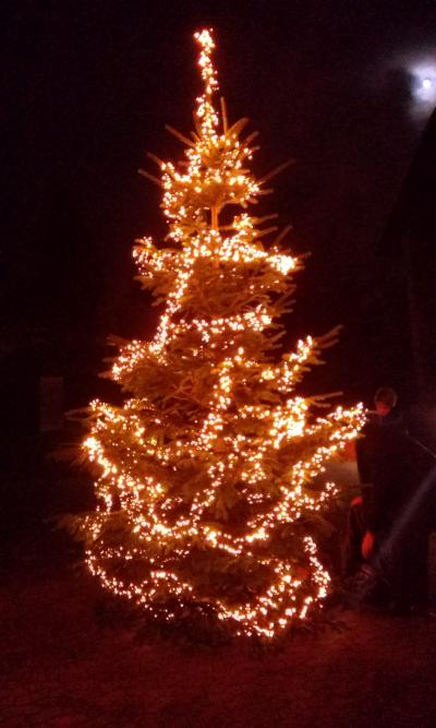 Weihnachtsbaum Canisius