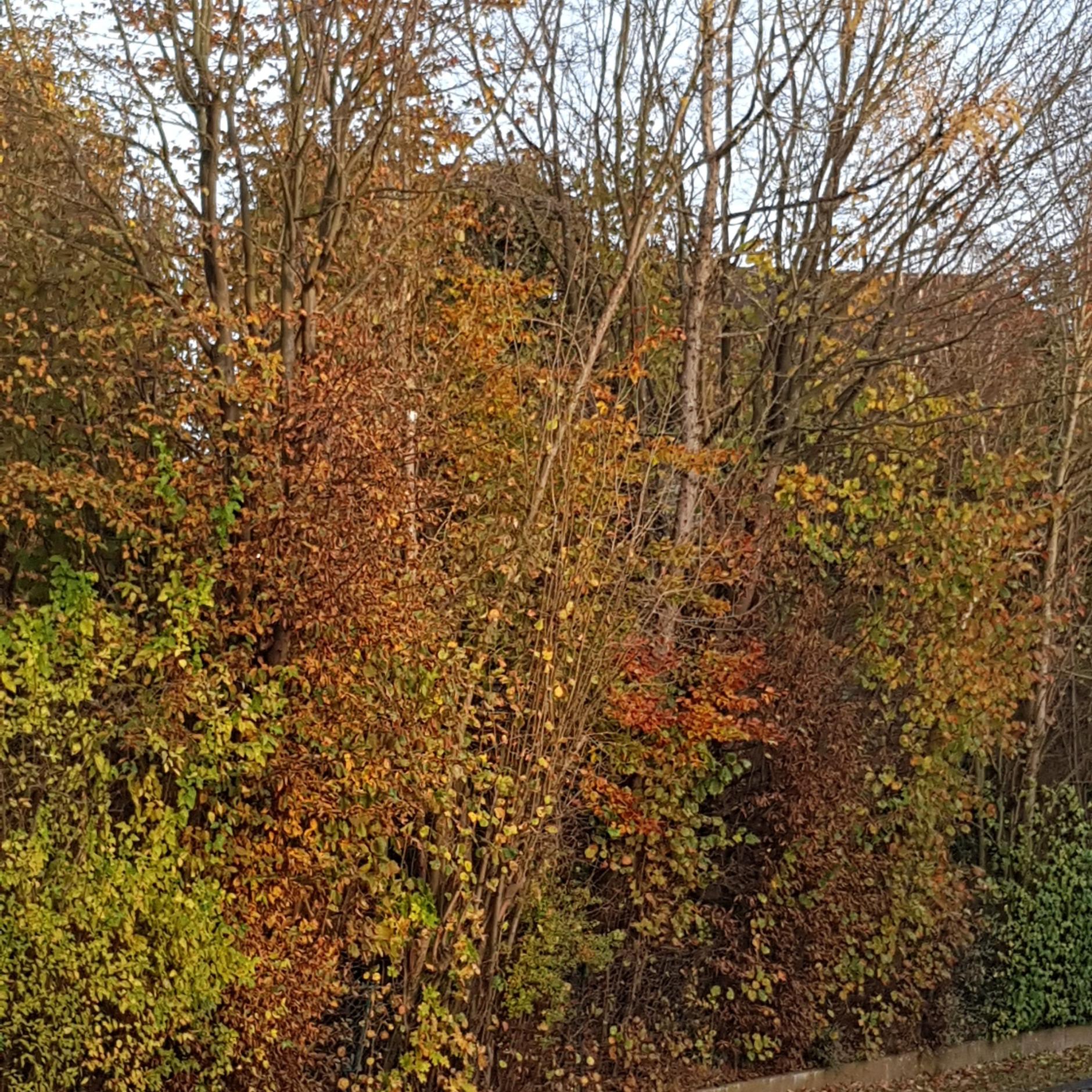 Herbst2a (c) Strittmatter