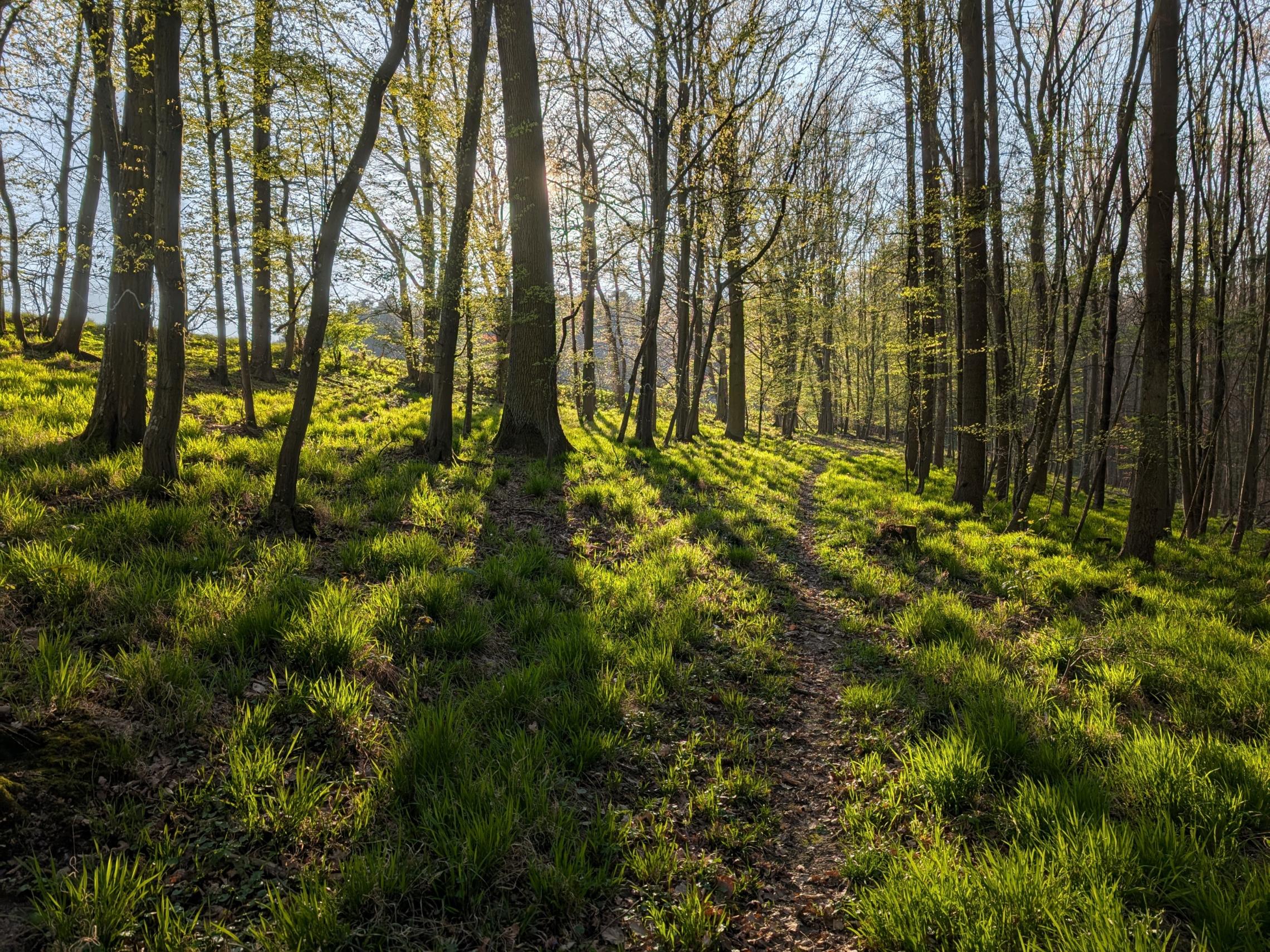 Licht und Schatten im Frühlingswald (c) Bild: Christian Schmitt In: Pfarrbriefservice.de