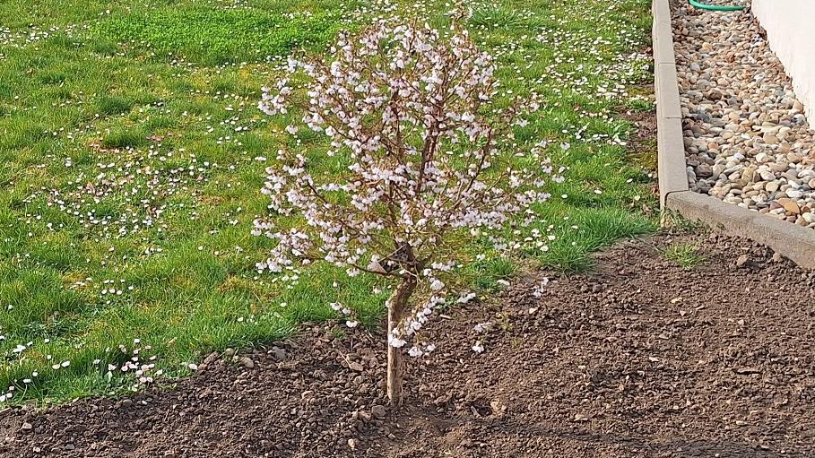 Pastoralbaum_2025 (c) Volker Engmann