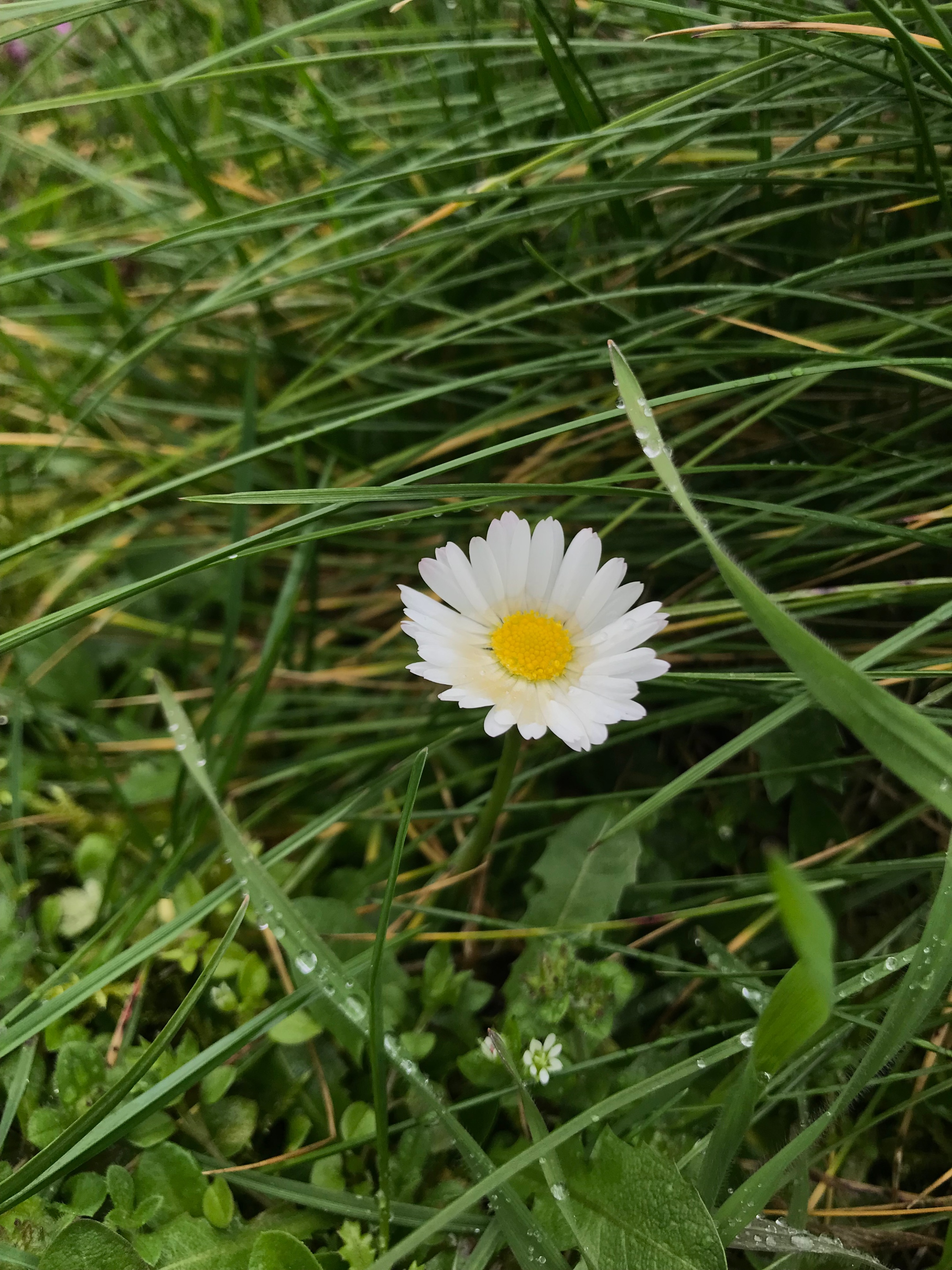 Gänseblümchen