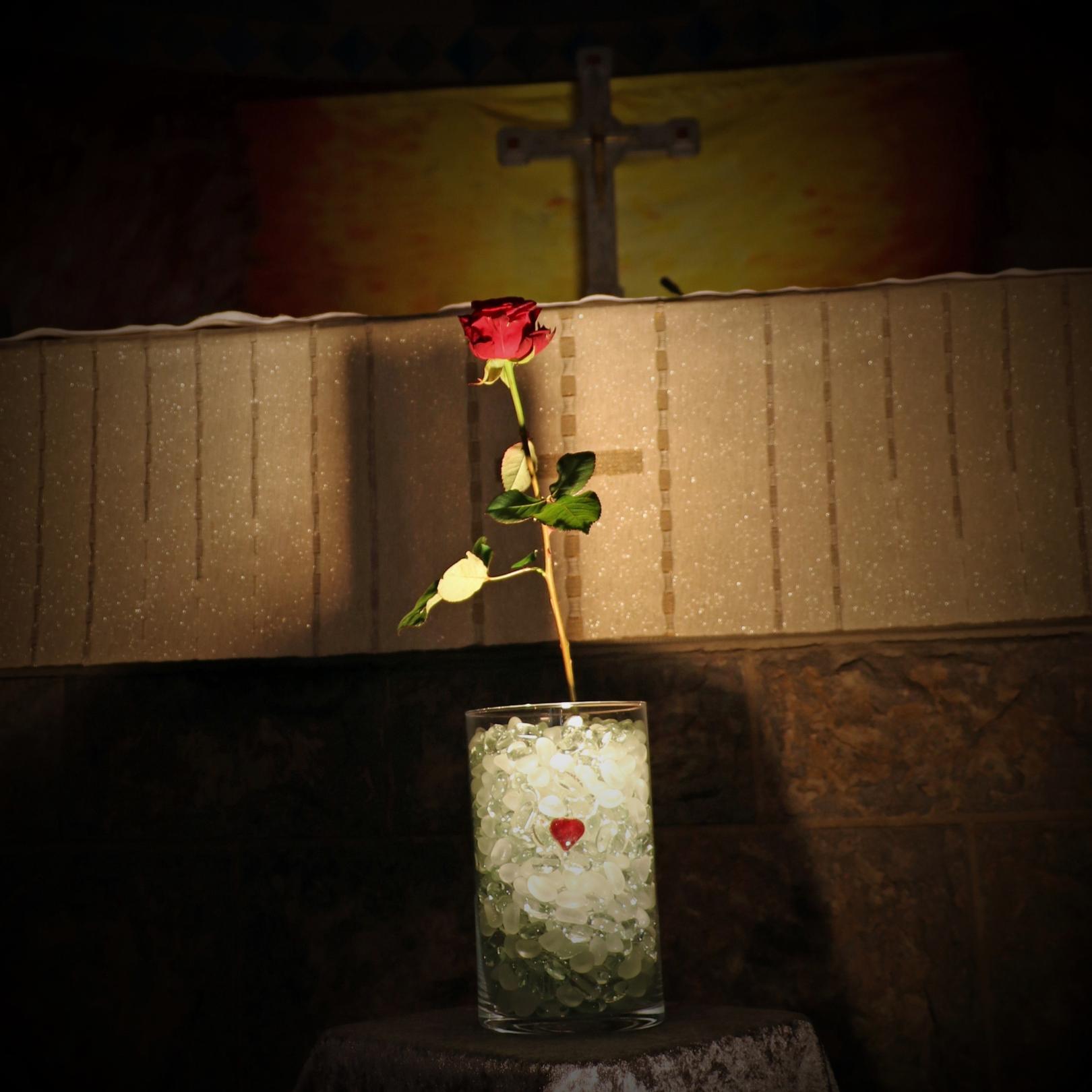 Diese rote Rose blüht für die für die Verstorbenen der Coronapandemie. (c) D. Thiel