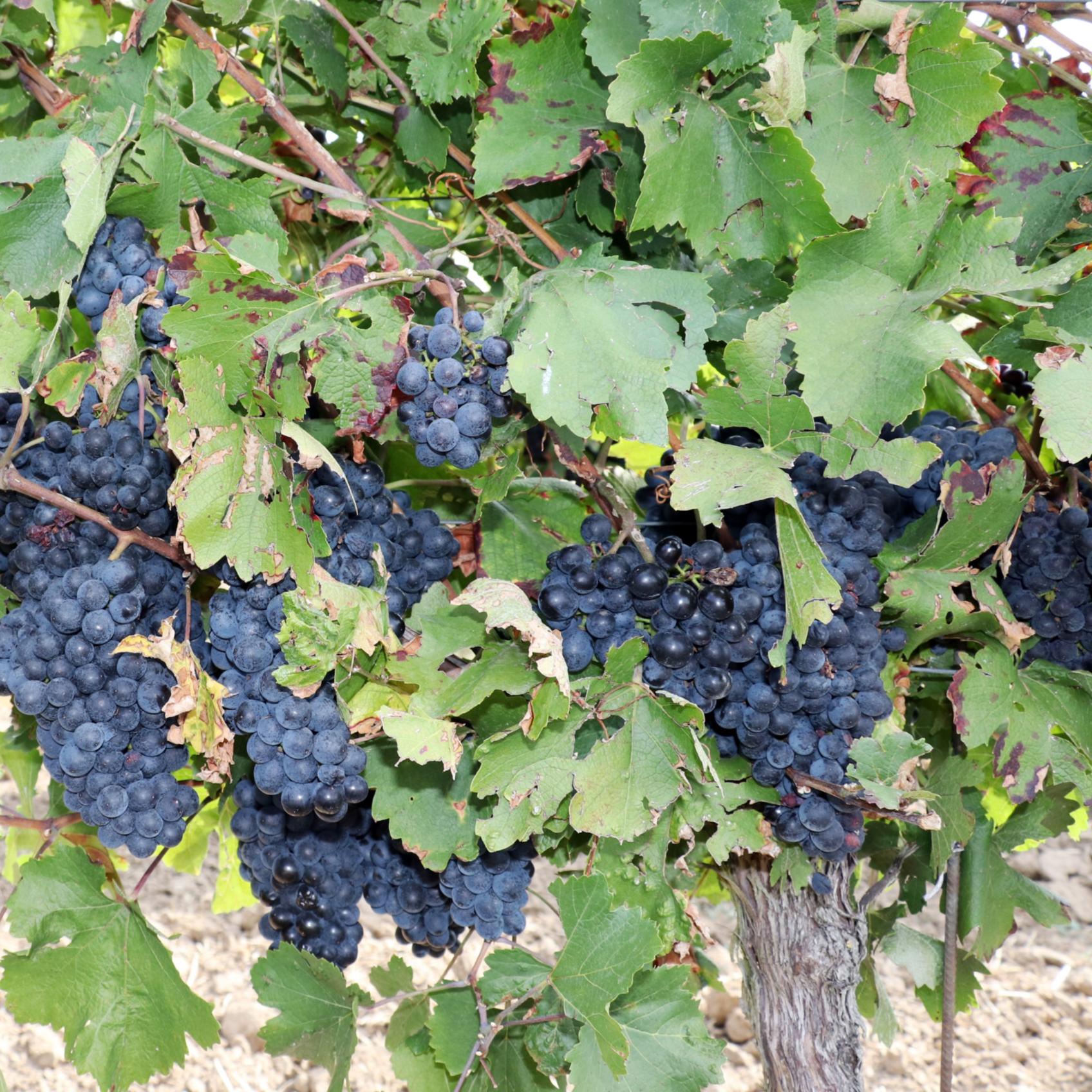 Weinrebe (c) D. Thiel