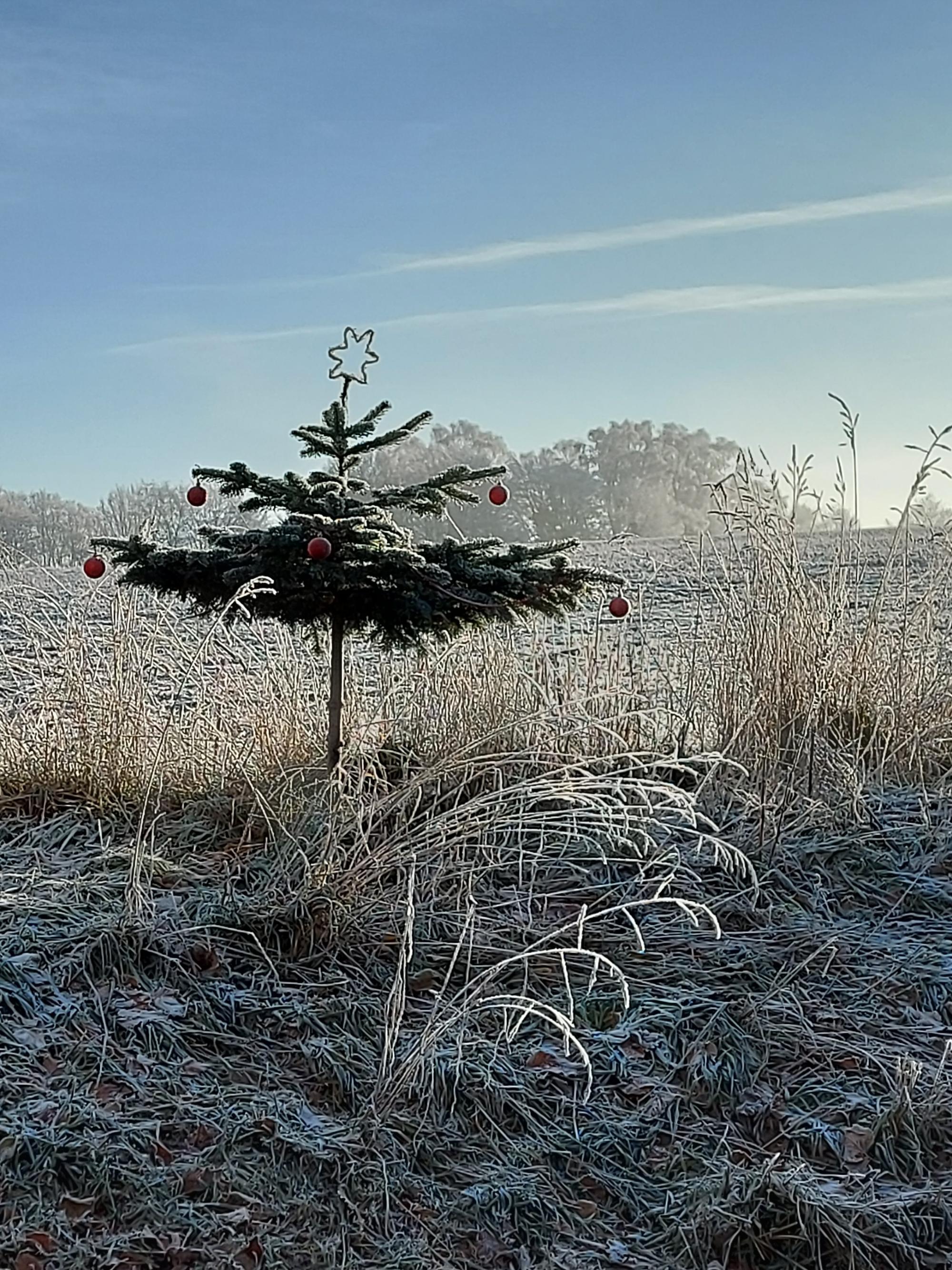 Waldweihnacht