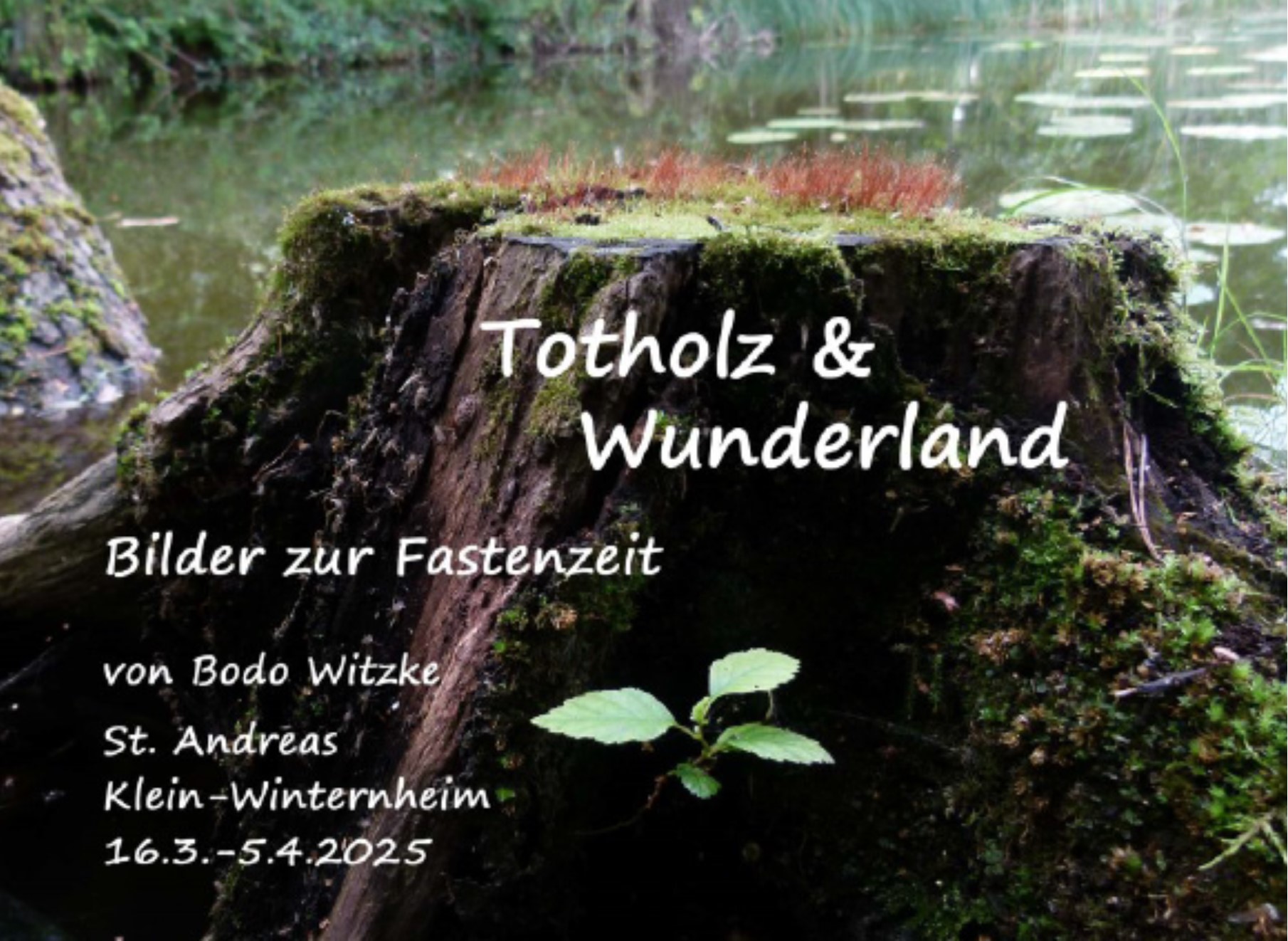 Totholz & Wunderland (c) Bodo Witzke