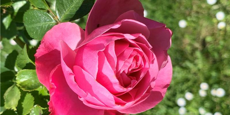 Rose Annette_web