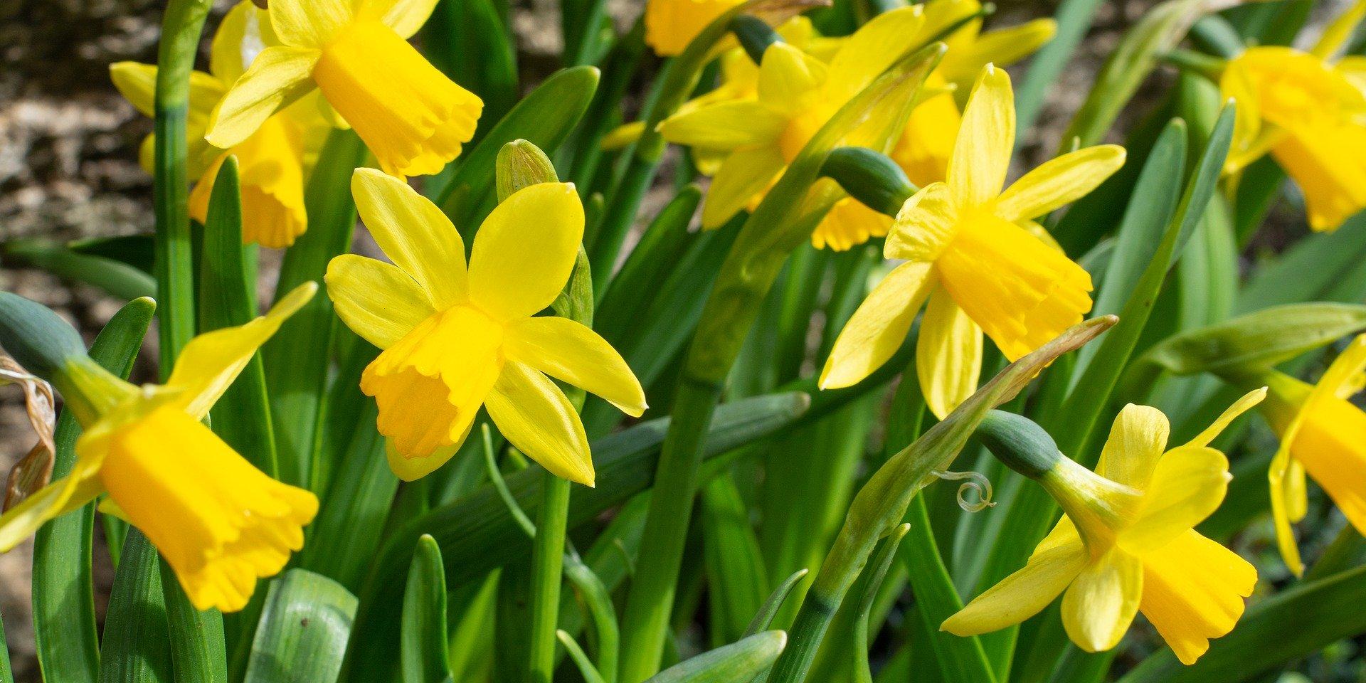 daffodils-4110041_1920