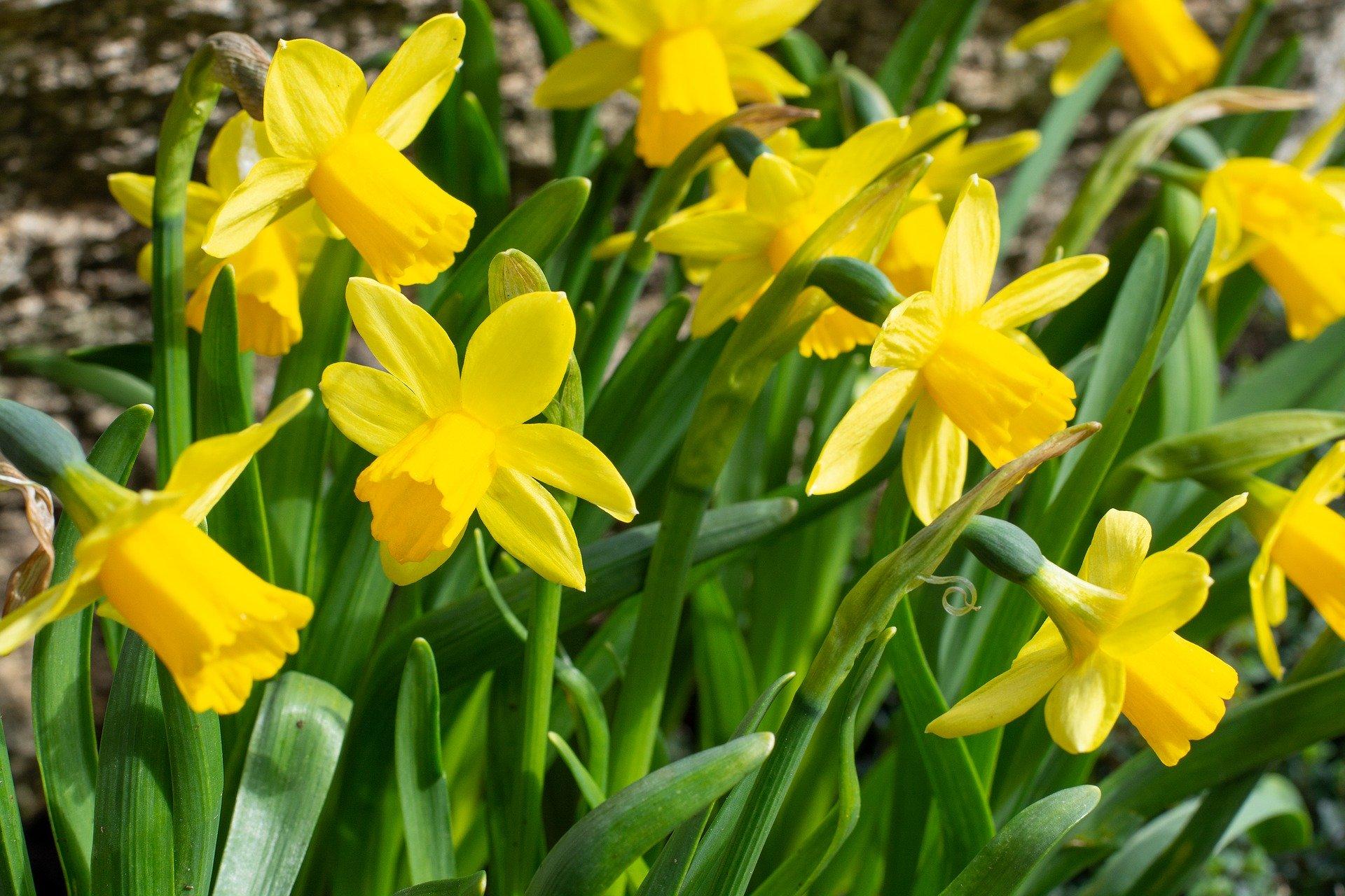 daffodils-4110041_1920