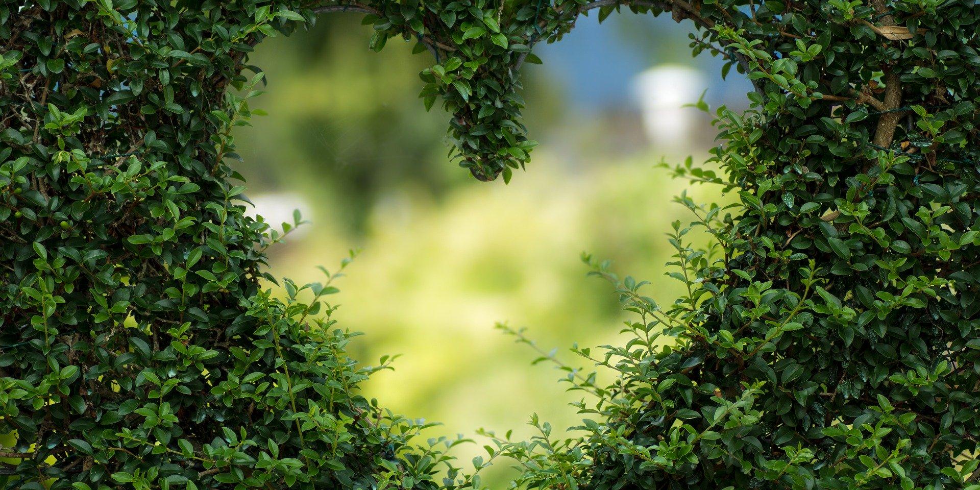 heart-1192662_1920