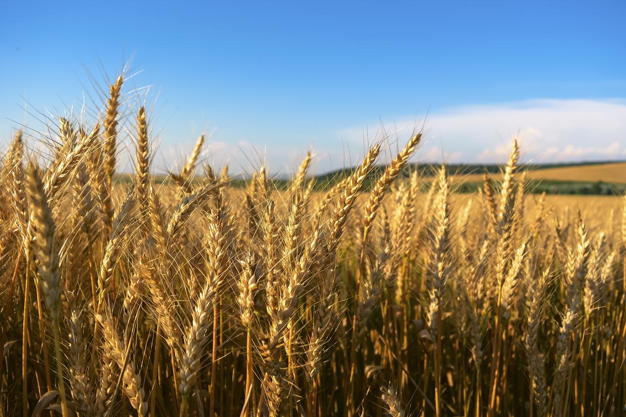 field-1906641_1280