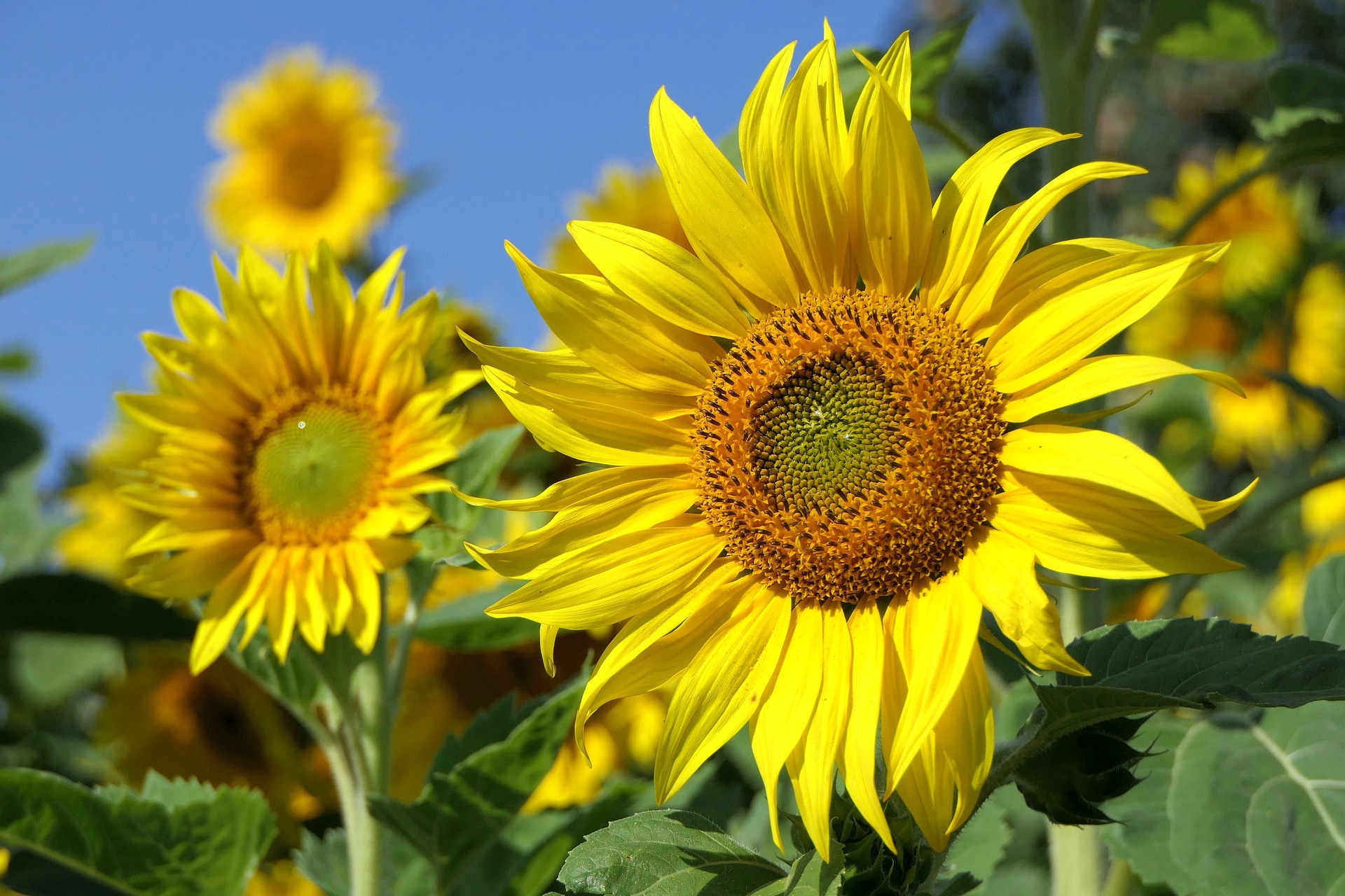 sunflower-3526901_1920 (c) Uschi Dugulin auf Pixabay