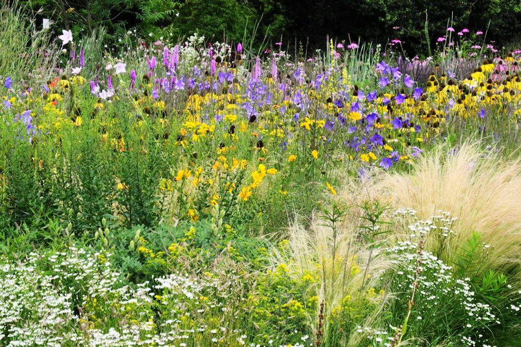 Blumenwiese