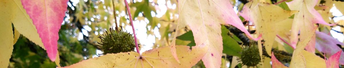Herbst (c) Kroll Herbst