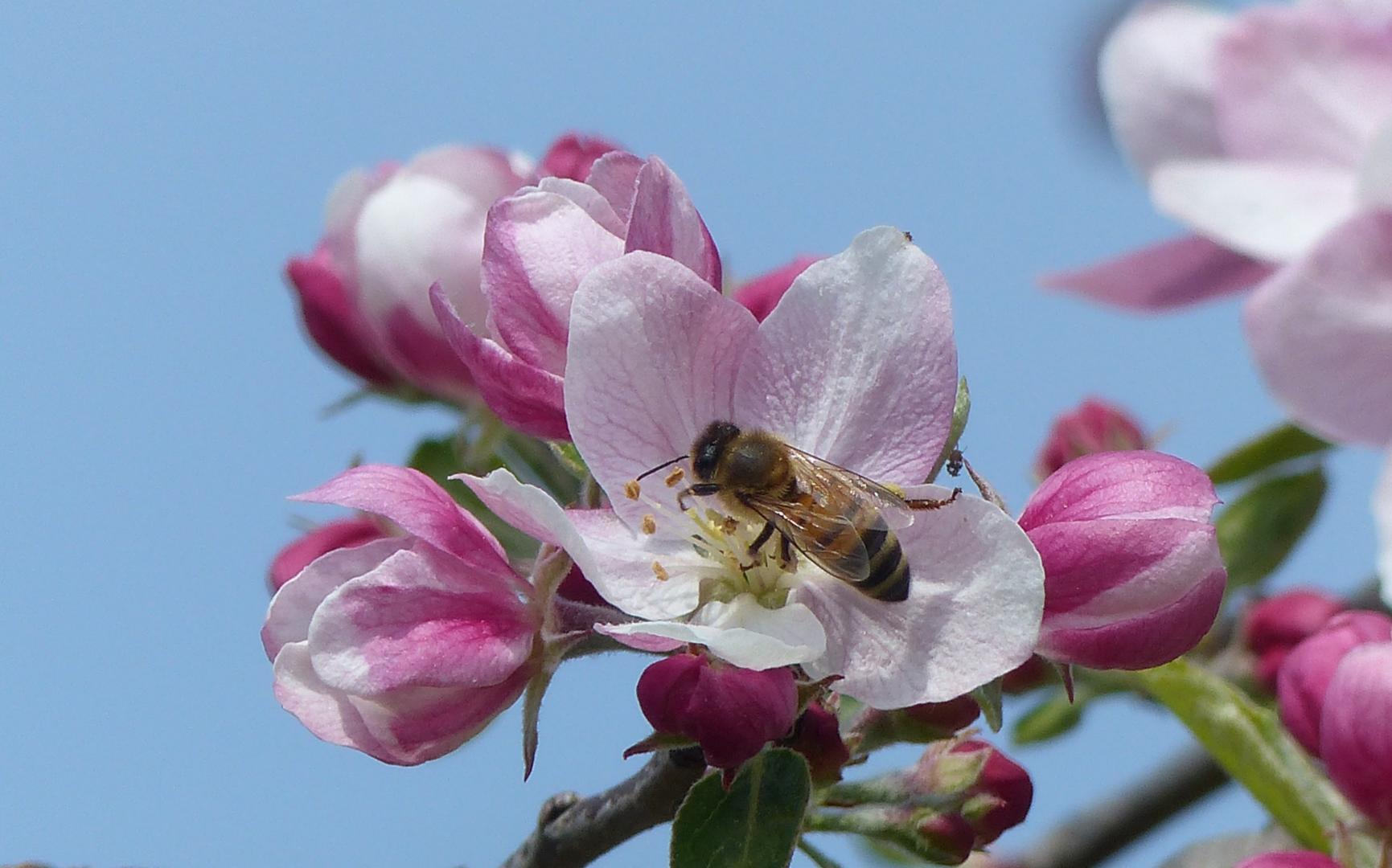Zm Welttag der Biene (c) Bild: Wunibald Wörle In: Pfarrbriefservice.de