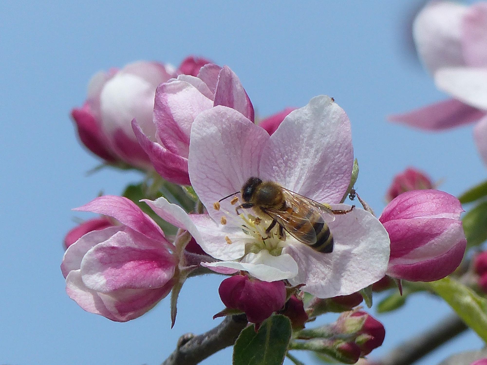 Zm Welttag der Biene