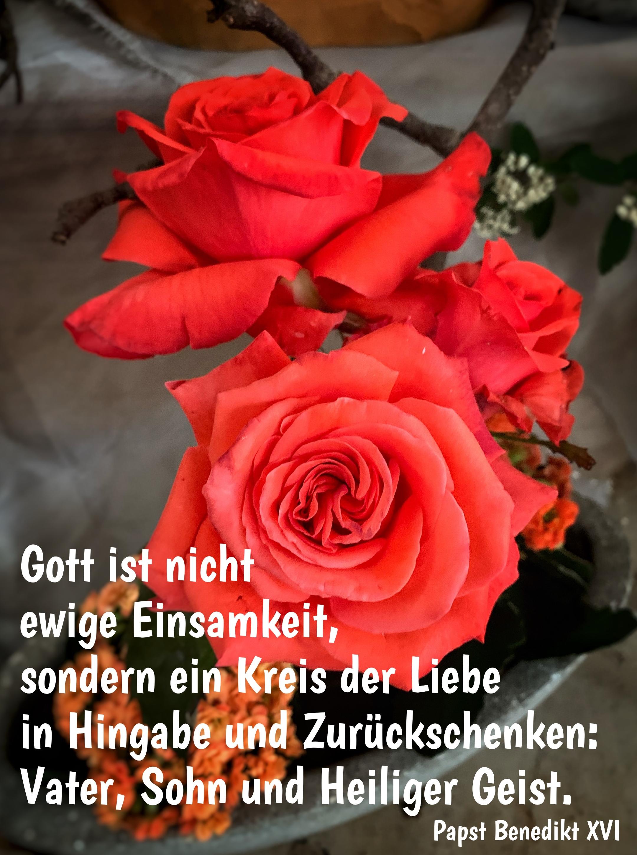 Rose Zitate