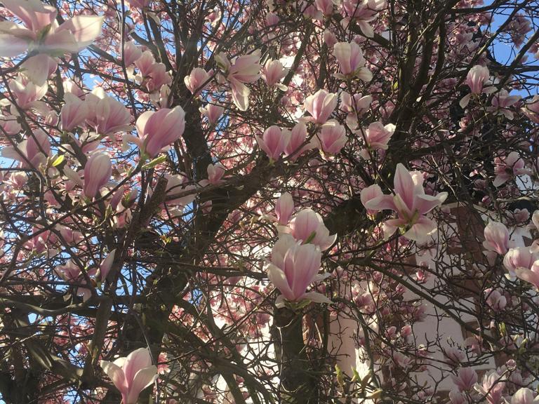 St. Bonifatius Magnolien