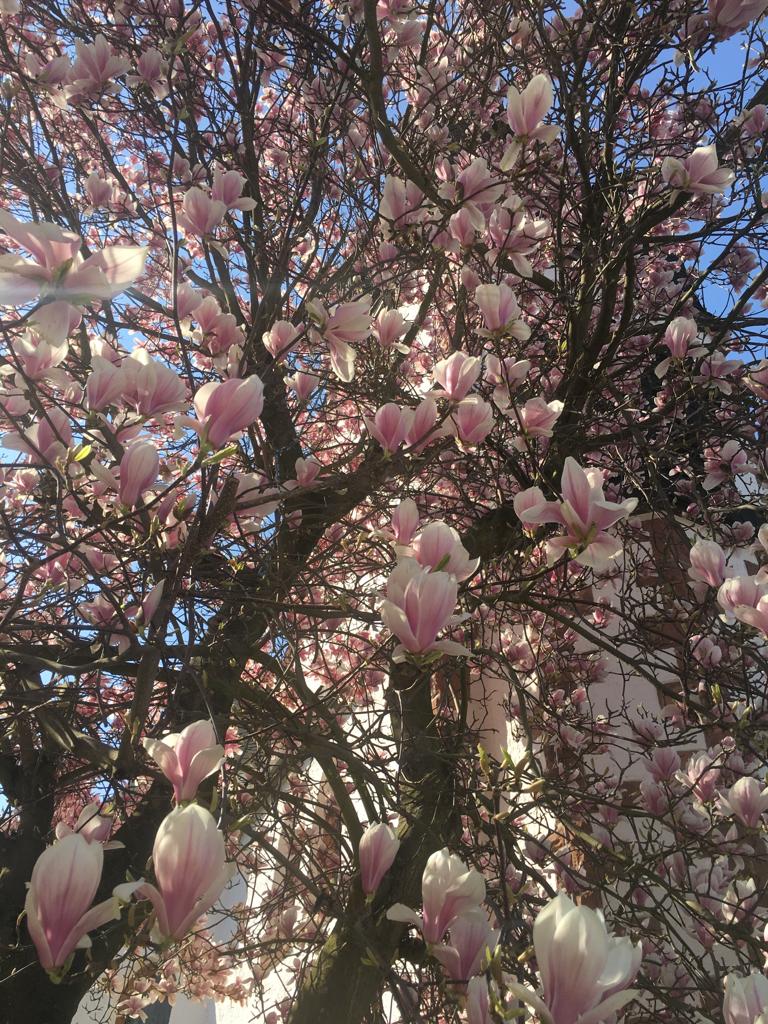 St. Bonifatius Magnolien