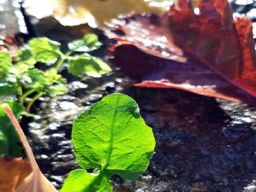 Herbstlaub