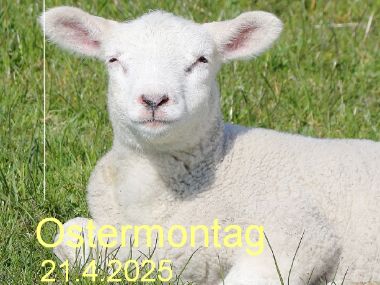 Lämmchen mit Datum von Ostern