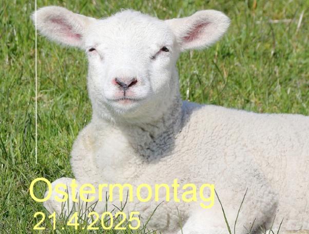 Lämmchen mit Datum von Ostern