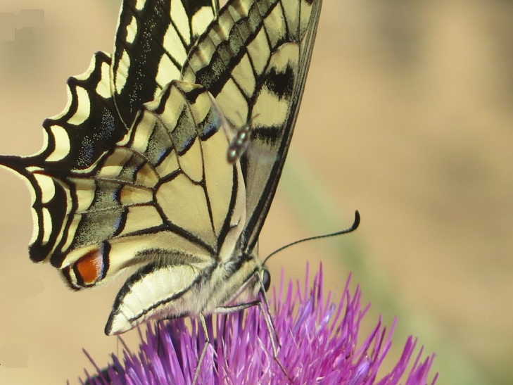 Ein Schmetterling sitzt auf einer Distelblüte