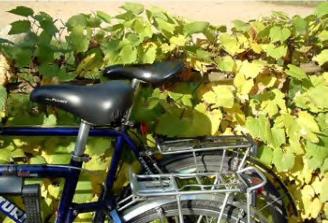 Zwei Fahrräder vor einer Hecke